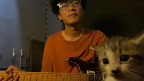 #guitar #cat 
