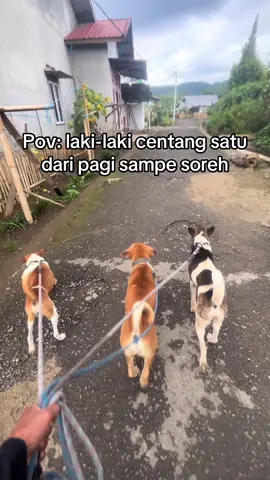 Pasti berburu🤪#cimongteam 