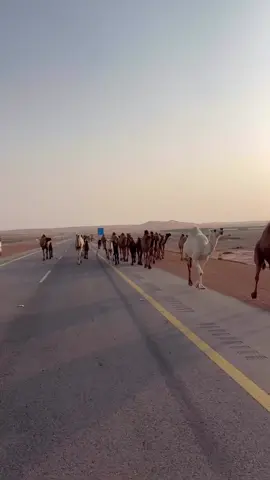 #اكسبلور #بدو 