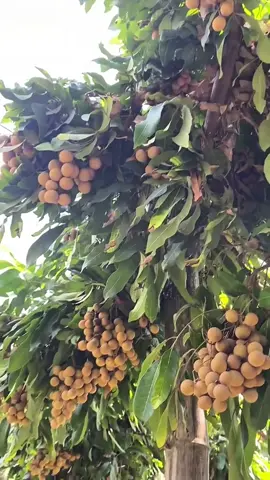 Rekomendasi pupuk pembuahan yang sangat manjur dan cocok untuk semua jenis tanaman. #pupukgrowstar #growstar #pupukdaun #pupukbuah #pupukpelebatbuah #pupukpelebatdaun 