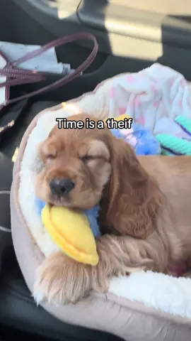 Missing the puppy phase 🥹