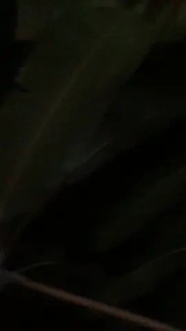 miss dikitt🤭#fyp#masukberanda#tiktok#mimpisemata