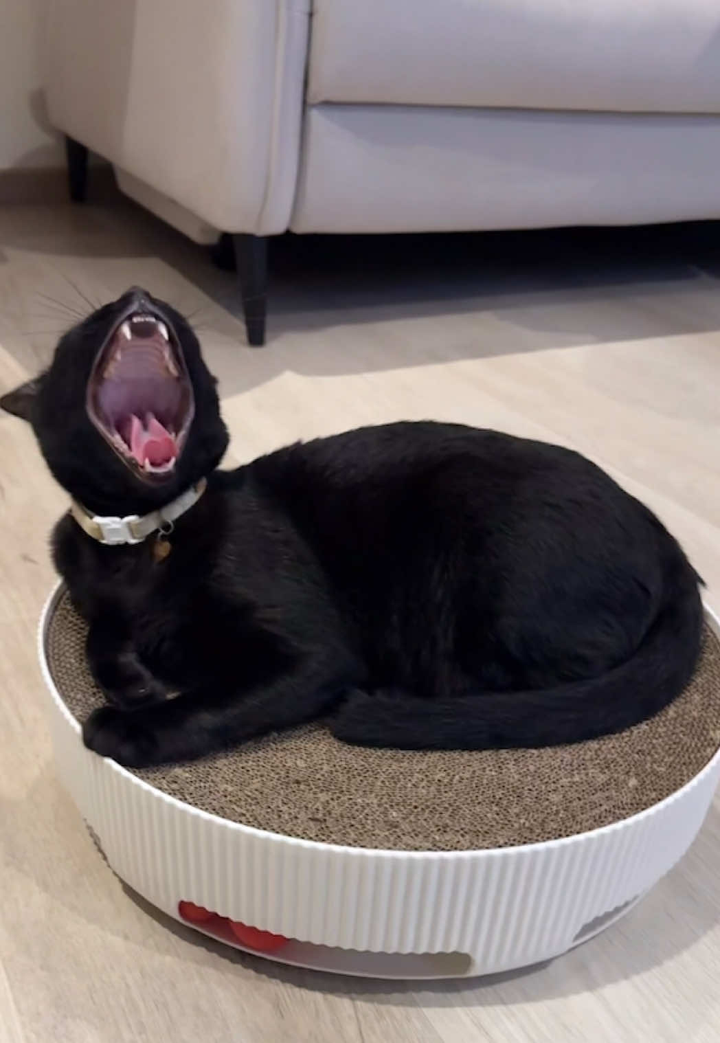 Linkin Car #catlipsync #catsoftiktok #cat #gato #linkinpark #givenup #metalcat #singingcat #blackcat 