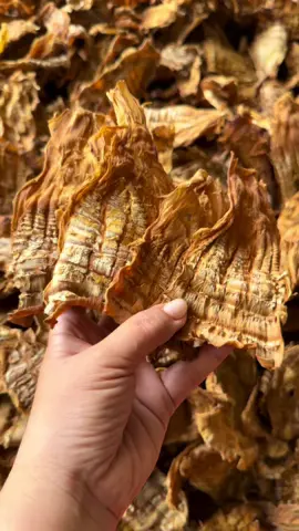 Măng nứa khô Tây Bắc #xuhuong #ngon , #xuhuong Gòn #nấu canh xương , sào , nấu miến #xuhuong  đặc sản Mường nhé.