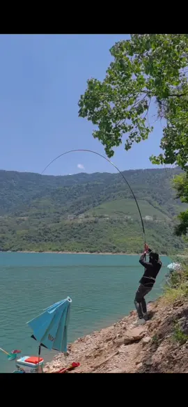 Tự nhiên thật là nhiều ẩn số#cauca #caudai #caucatunhien #nenfishing14 