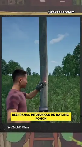 Kisah ini nyata dan berasal dari proses pembuatan gaharu, salah satu bahan parfum termahal di dunia. Gaharu dihasilkan dari pohon Aquilaria atau Gyrinops yang tumbuh di Asia Tenggara, termasuk Indonesia. Ketika pohon ini terluka, baik secara alami maupun sengaja (seperti dengan besi panas dan suntikan air garam), pohon akan merespons dengan mengeluarkan resin untuk melindungi diri. Resin ini lama-kelamaan menyebar dan meresap ke dalam jaringan kayu, menciptakan aroma khas yang sangat dihargai. Proses ini bisa berlangsung bertahun-tahun sebelum kayu berresin itu dipanen. Karena kelangkaan dan proses alami yang rumit, gaharu bisa dijual seharga ribuan dolar per pon, dan digunakan dalam parfum kelas atas seperti Dior, Tom Ford, dan banyak merek mewah lainnya. #Gaharu #ParfumMewah #Aquilaria #Gyrinops #FaktaUnik #GaharuIndonesia #LuxuryPerfume #FaktaAlam #ResinWangi #FaktaMenarik #KayuWangi #GaharuAsli #BisnisGaharu 