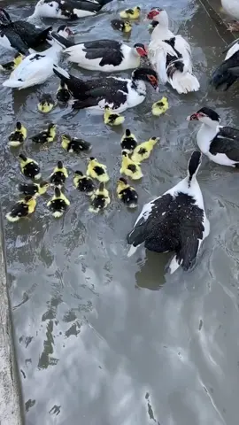Ducks and babies ducks swimming ☺️🦆🦆 #duckhatch #duckswimming #babyduckswimming #pets #PetsOfTikTok #petslovers 