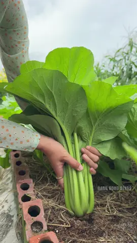 Cải ngọt chịu mưa to ú ụ luôn ạ 
