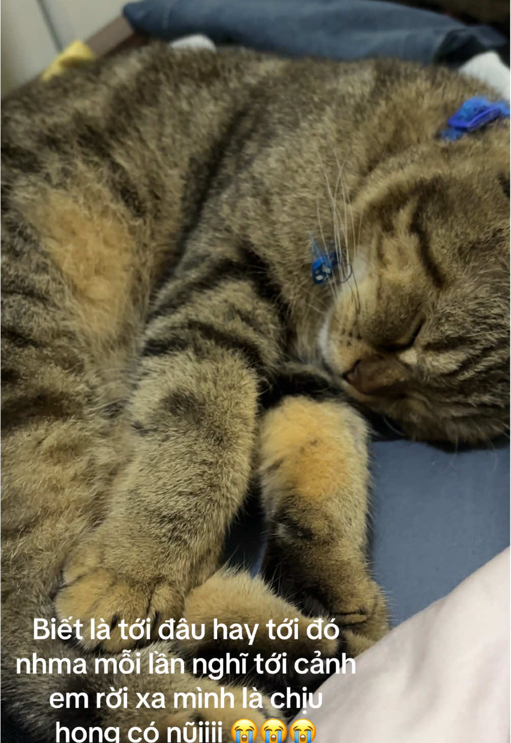 Thương ẻm 💕 #maoiuuu #catlover 