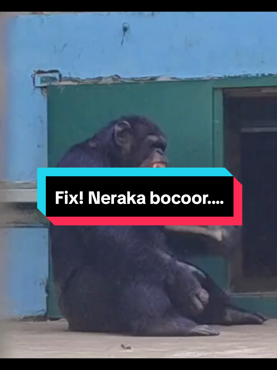 hareudang eui 🤣 #gorilla #lucuabis #fyppppppppppppppppppp #viraltiktok #randomvideo #hiburan #ngakak 