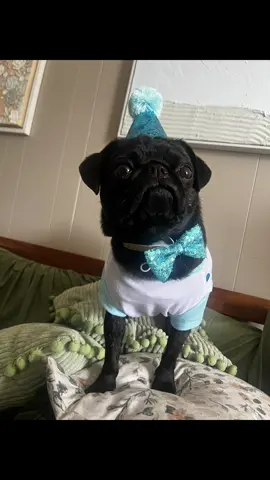 Happy 2nd Birthdaeee to mee 🎈🎉 🐶 