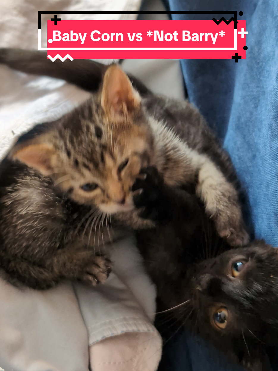 Having each other is good for their soul - *Not Barry* is probably the most mobile kitten I've ever seen at his age and Baby Corn is getting so much enrichment and learning about boundaries. In a few weeks, *Not Barry* will outgrow Baby Corn, but for now, they are besties. #babycorncat #kitten #wobblycat #kittens #playtime 