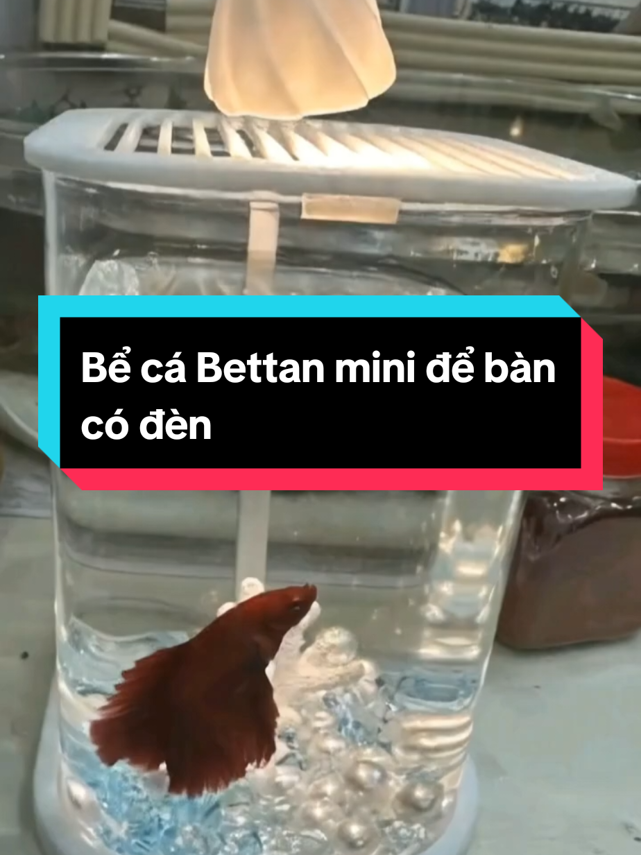Bể cá Bettan mini để bàn có đèn #docxin #becaminideban #becacanhdep #reviewdogiadung #xuhuongtiktok 