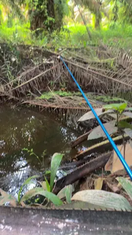 #mancing #bahanswmu 