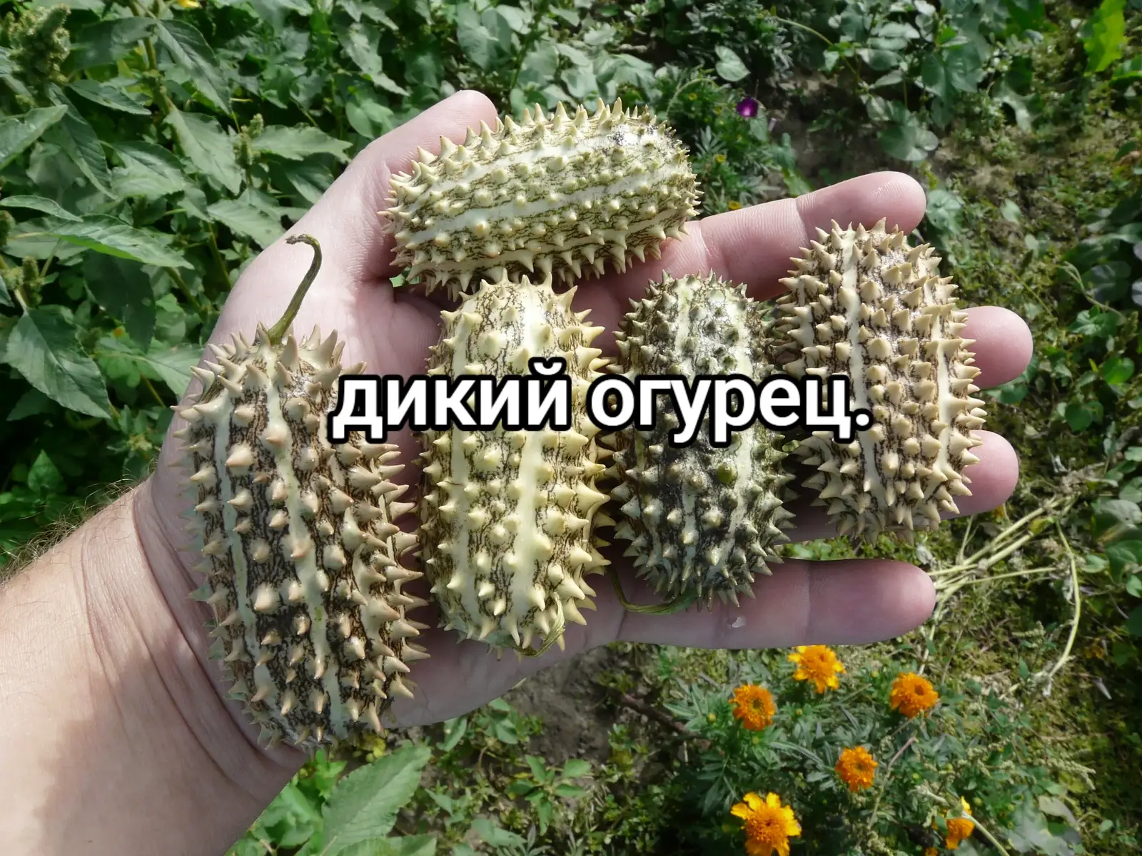 #дикийогурец 