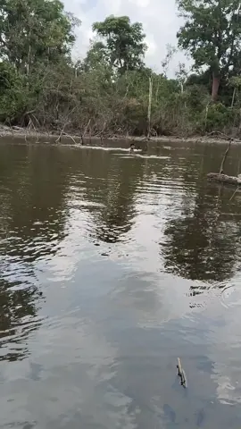 di serang toman karna nekat masuk kerajaan toman#fyp #fishing #viral 