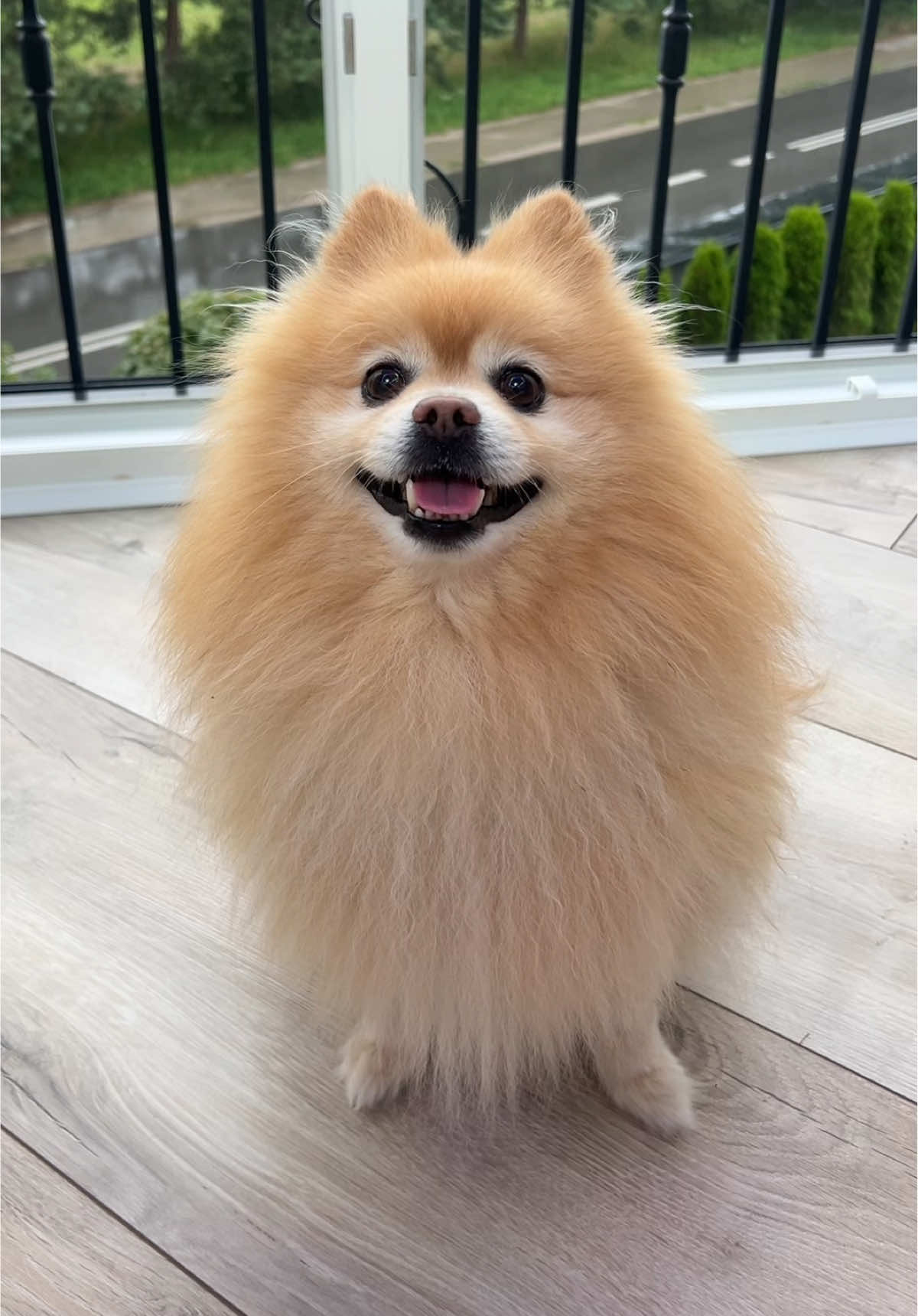 Sztuczka dla widza  #dog #funnydog #cutedog 