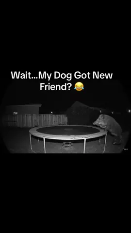 #fyp #dog #dogsoftiktok #dogs #doglover #trampoline 
