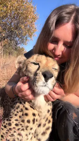 Gave my bestie some nice scratches 😻 #cheetah #cheetahpurr #fyp 