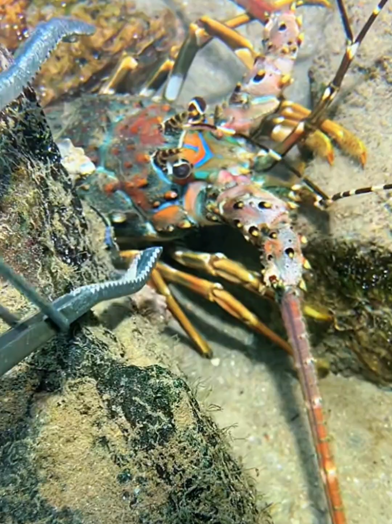 #diving #crab #catchthesea #seaside #seafood #fish #eel #lobster #seangsolofishing
