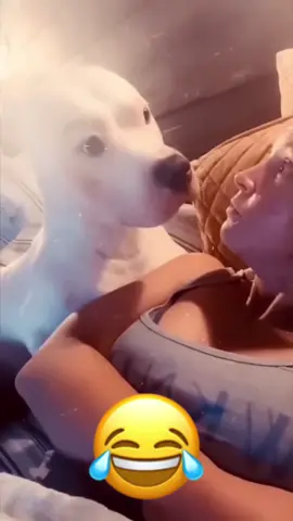 #funny #funnyvideos #animals #dogsoftiktok #catsoftiktok 