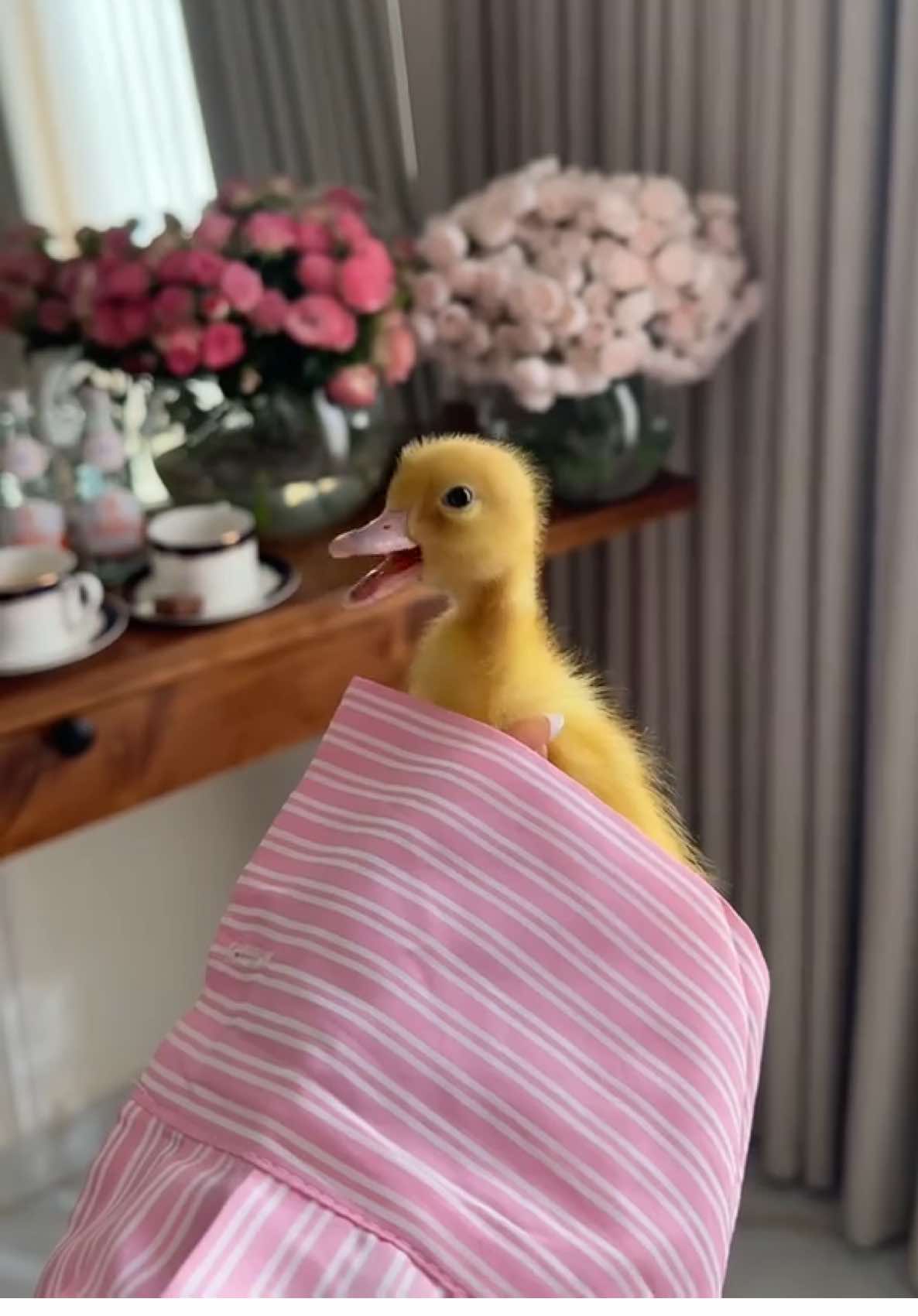 🐥🤣🤍