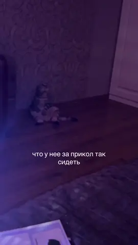 да #кошка #шотландскаявислоухая #киса #рекомендации 