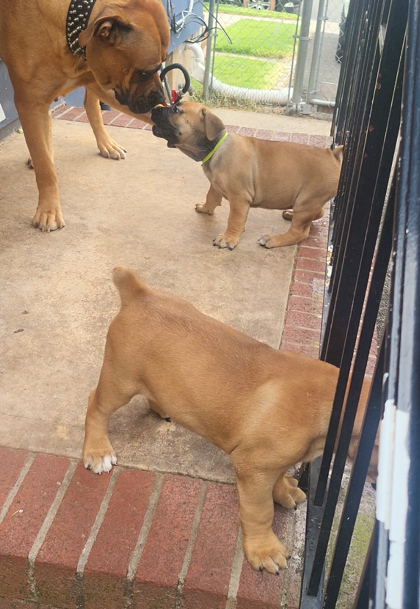 Baby Shonny training her pups to go down the stairs.. She a dope mom. having a good mommy dog make raising pups a little more simpler.. She the one that brought the outside. they also all use the bathroom first day outside.. 💪🏾 #babyshonny #aficanmastiff #boerboel #fyp #puppies #dogs #petlovers 
