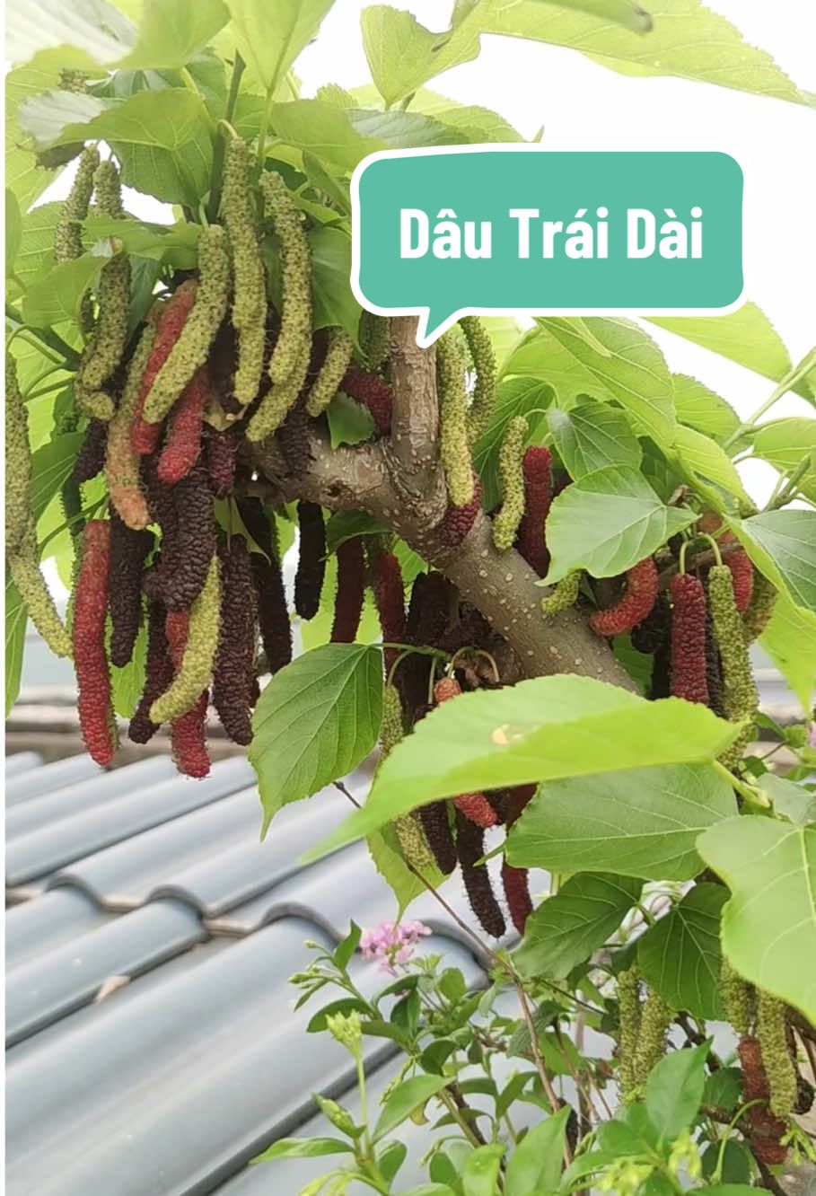 Loại quả ai nhìn qua cũng tưởng là con sâu bướm khổng lồ .. #dautamdailoan #daudailoan #farmsangtao 