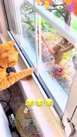 Wait for it! #PetVoiceOver #TalkingPets #FunnyAnimals #PetDrama #DogTok #CatTok #PetComedy  #funnypets #viral?videotiktok😇😇 #foryou 