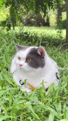 แมวอึ่งไข่ส่งต่อแล้วจะโชคดี #เติมไฟ🔥 #แมวอ้วน #สัตว์เลี้ยงtiktok #แมววัว 