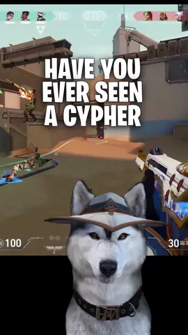 Bind is back, here's my favourite corner cage, in case you guys forgot... #Valorant #valotok #cypher #cyphermain #cyphersetup #riotgames #fyp #foryou #foryoupage #twitchstreamer #vtuber #husky #game #guide #acre #acrethedog