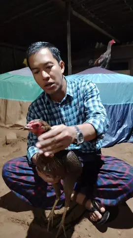 ###ရှယ်ဆိုမှရှယ်ပဲ ###အဓိက ကြက်မပဲ####