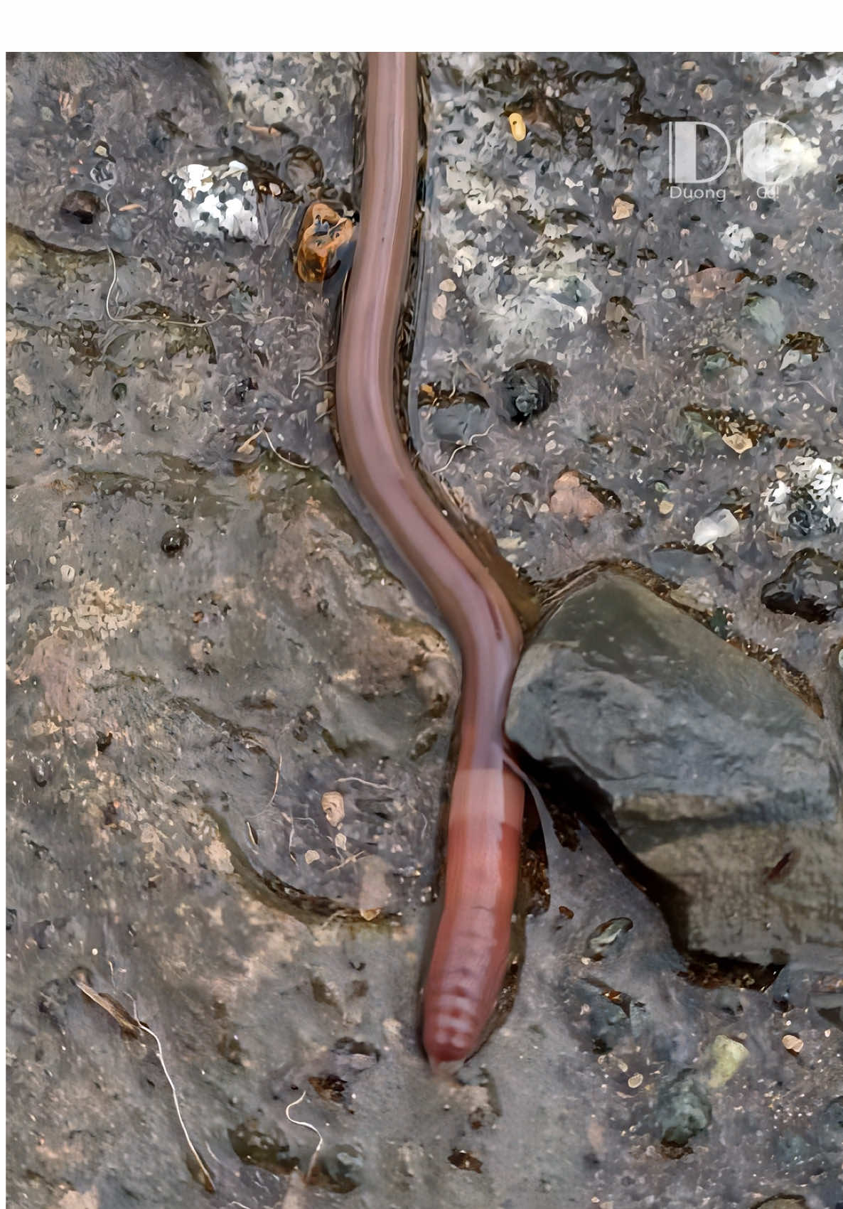 Life after rain: The giant earthworm's climb! 💧🌍 Witness the earth's revival. #Earthworm #AfterRain #Nature #Life #Worms