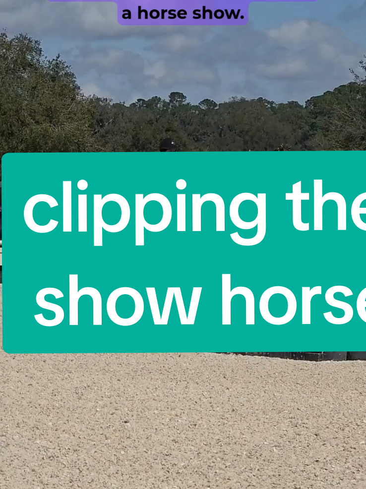 it's all optional!  clipping your horse should be based on their comfort and skin health, then aesthetics. 🐴 choose appropriate blades and clipper power for your horses needs.  ✂️ you don't want to body clip a thick coat with trimmers and you don't want to use powerful shears for light details trimming.  🐎 #horseclipping #horseclippers #horseshow #horsetok 