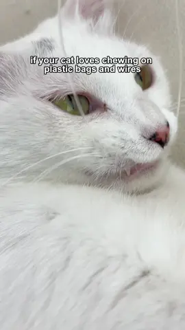 I feel like if people knew how cheap it is and the benefits it has then they would give them to their cat. Unfortunately, most people still don't know. #catsoftiktok #cattok #silvervine #silvervinesticks #catnip #cattoy #cattoys #catmom 