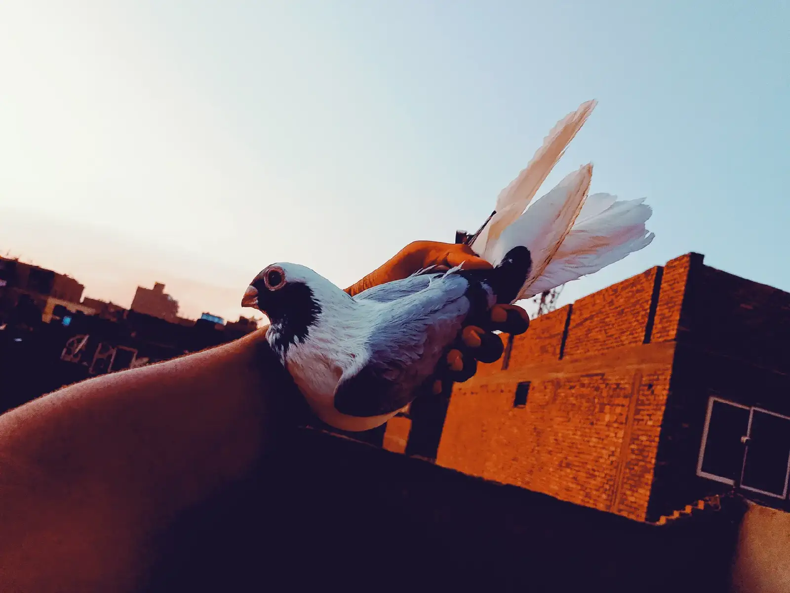 الحمام الابلق الاخضر وجماله اذكر الله و صلى على النبي ❤️🕊️  #حمامنجي  #الحمام  #بولاق_الدكرور_خط_النار💪  #الشعب_الصيني_ماله_حل😂😂 