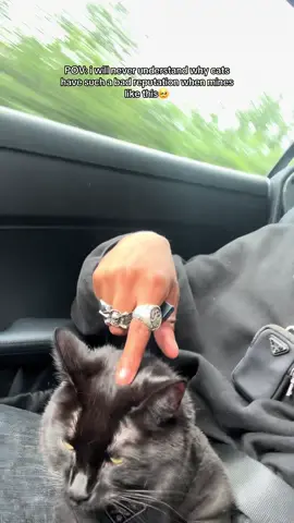 u cant judge every cat u see🥹 #cat #cats #catlover #catsoftiktok #fyp #foryou #foryoupage #catslovers #cattok #petlover #PetsOfTikTok #pets #catvideo #catlovers #catsvideo 
