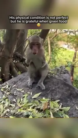 🥹 #monkey #sad #sadvibes #sadstory #animal #animallife #pooranimals #fyp #viral 