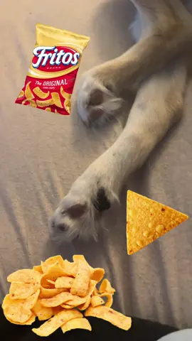 Overtime at the frito factory #fyp #dog #fritopaws #puppy #paws 