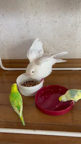 #ギンバト  #セキセイインコ 