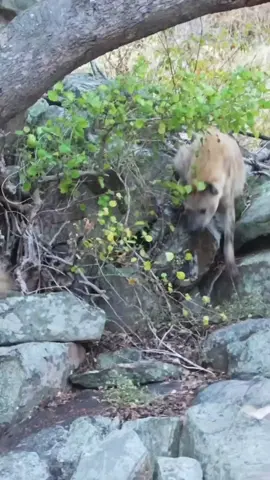 Leopard Fights Hyena for Impala #animals #wildlife #lion #leopard 
