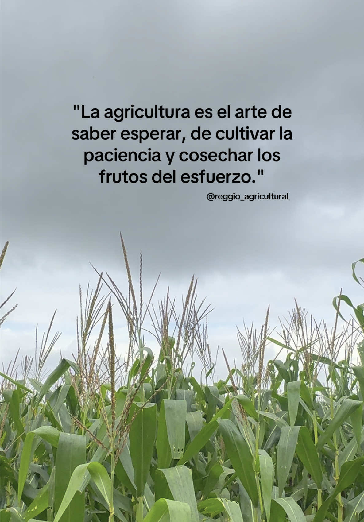 #agro#agriculture#siembra#portuguesa#productividad#cosecha#venzuela🇻🇪 