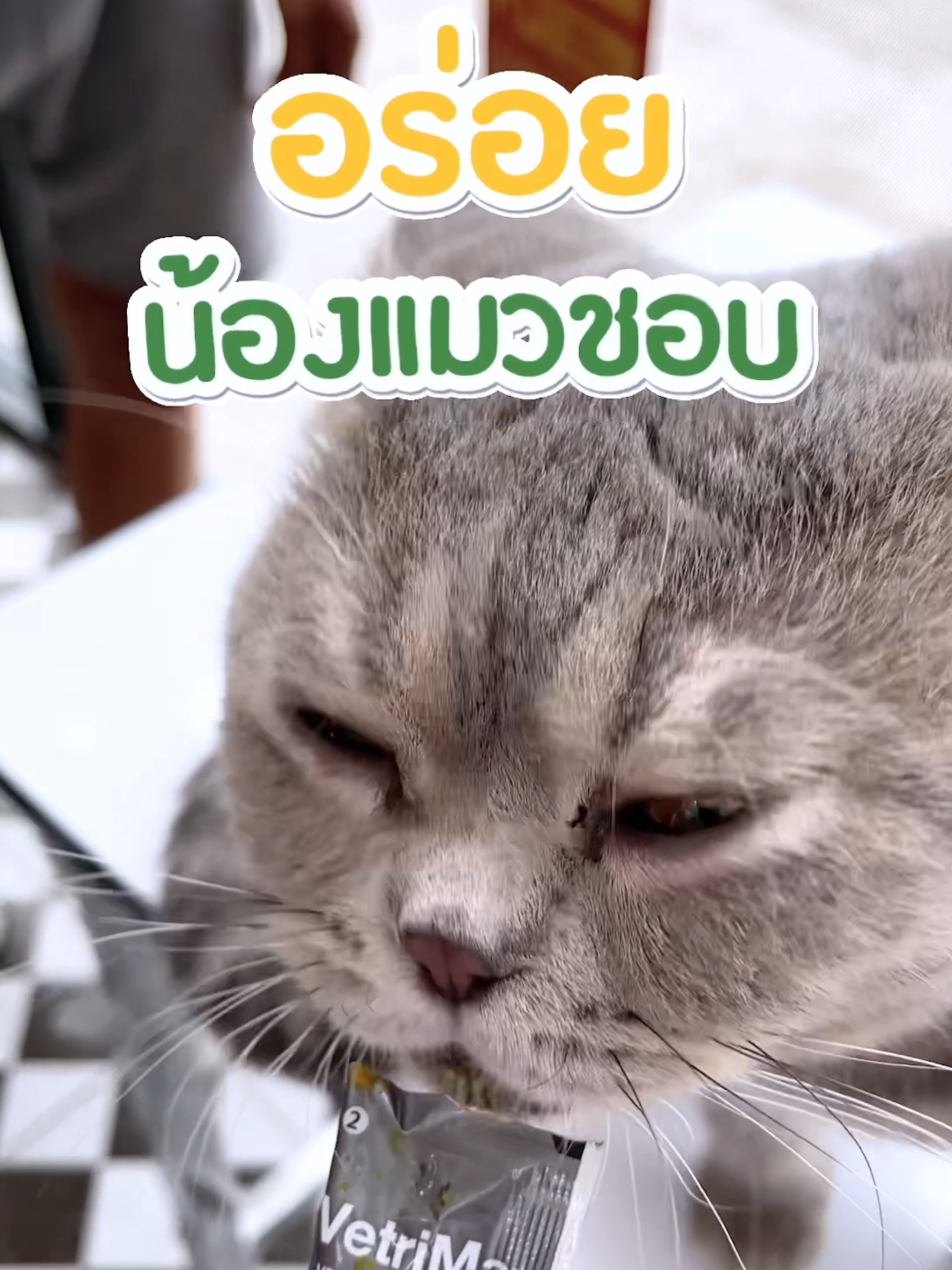 VetriMax Cat Treats FB : Hairball Control สูตรดูแลการเกิดก้อนขน 🔹ช่วยในการขับก้อนขน 🔹ลดอาการท้องผูก 🔹คงความชุ่มชื้นของผิว 🔹เสริมความแข็งแรงของผิวหนัง 🔹ปรับสมดุลลำไส้ ปริมาณการให้ 1-2 ซอง/ วัน ​ #VetriMax #VetriMaxCatTreats #ขนมแมวเลียเพื่อสุขภาพ #hairballcontrol