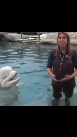 Ehhh ehhh bleeeh. #beluga 