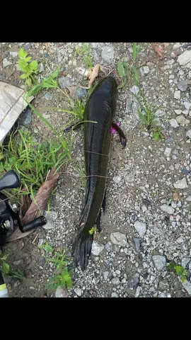 ថ្ងៃនេះបាន 6 ក្បាលដែរ  ថៃ្ងទី២៨🎣