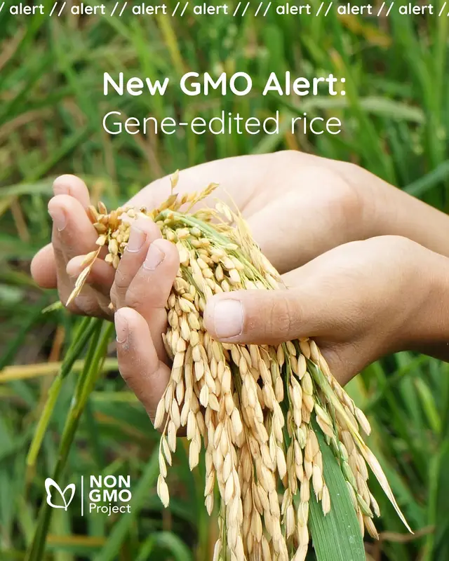 #nigeria #africantiktok #youth #gmo #nogmo 