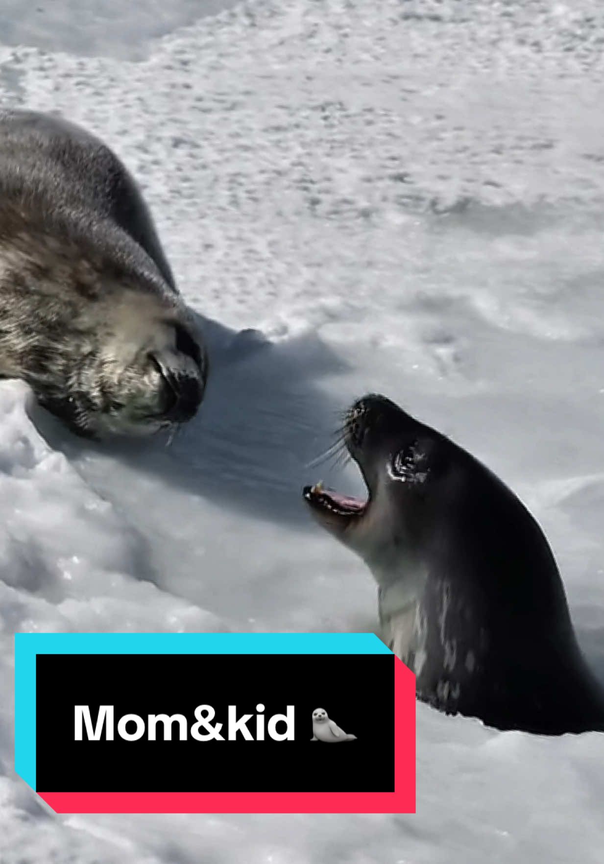 Whatever it is I need the full transcript ASAP 🦭🤍 #seal #sealife #sealtok #babyseal #momandkids 