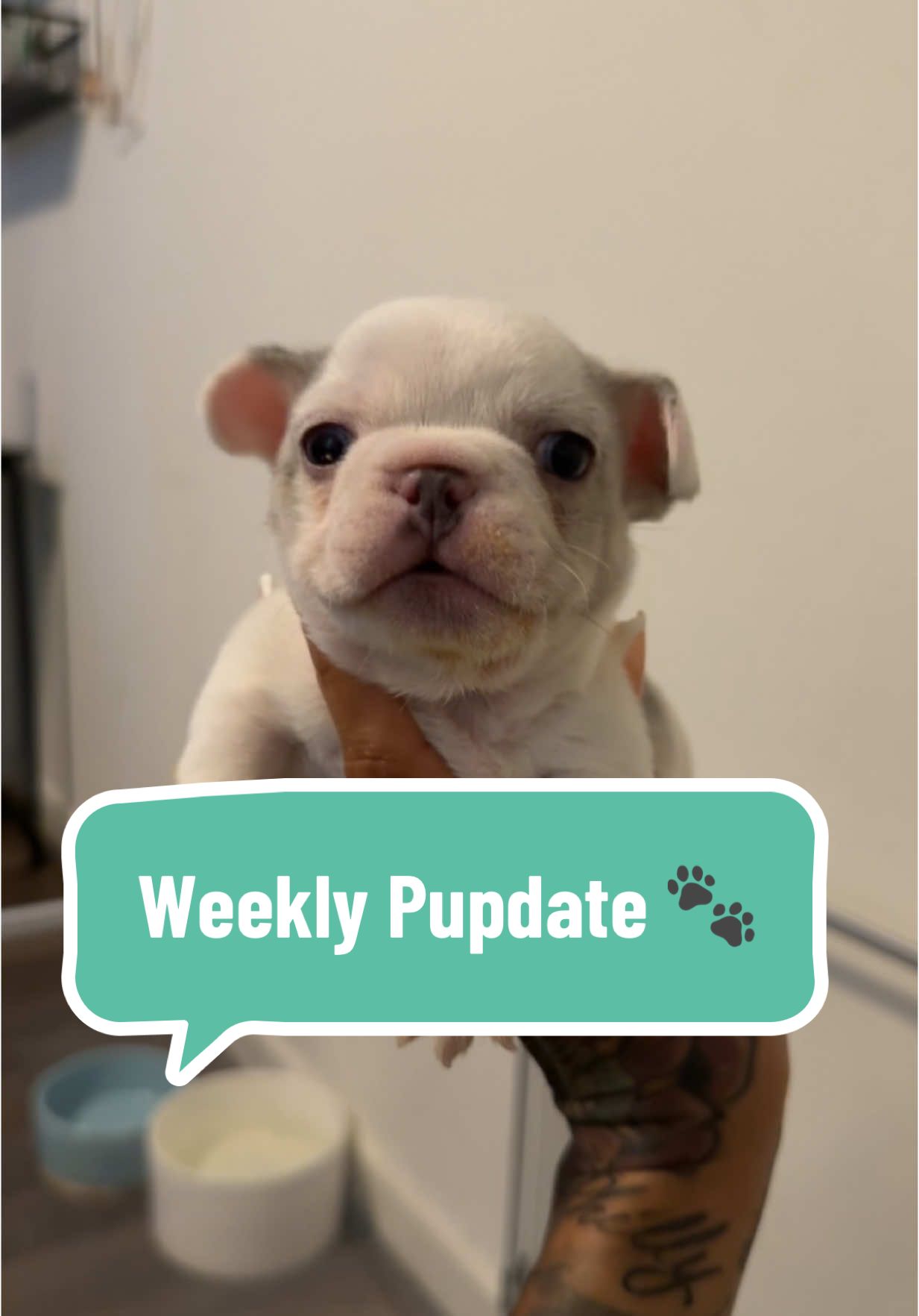 Here is your weekly Pupdate! 🐾 #FrenchiePuppy #FrenchBulldogPuppy #NewbornPuppies #NewbornFrenchie #frenchbulldogsnewborn 