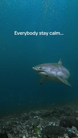Especially you, Fabian Clinton 🤯 #gopro #shark #pov #greatwhite #scary 